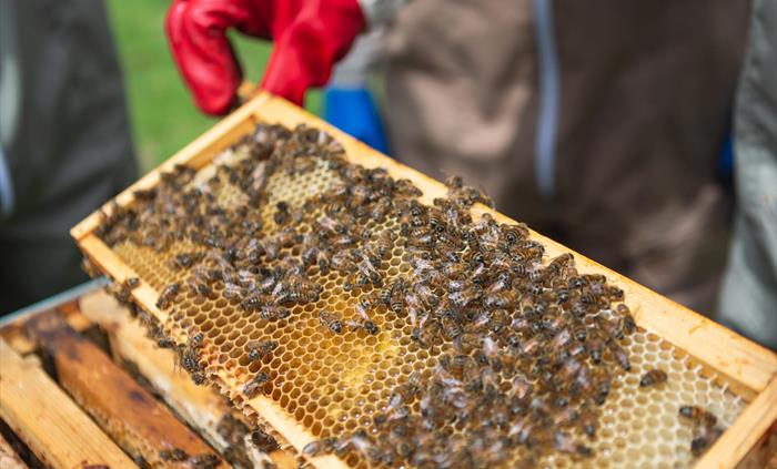 you'l get to see the bees close up in the hive